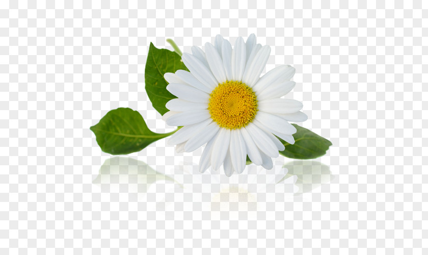 Chamomile Stock Photography Royalty-free PNG