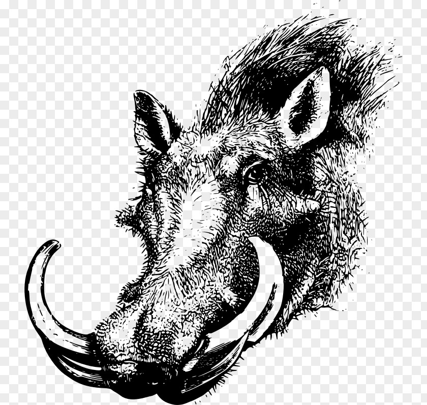 Common Warthog Wild Boar Clip Art PNG