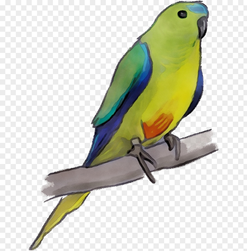 Feather Macaw Lovebird PNG