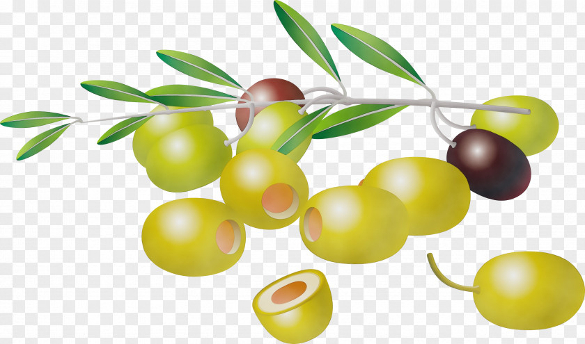 Flower Food Olive Fruit Plant Tree Flowering PNG
