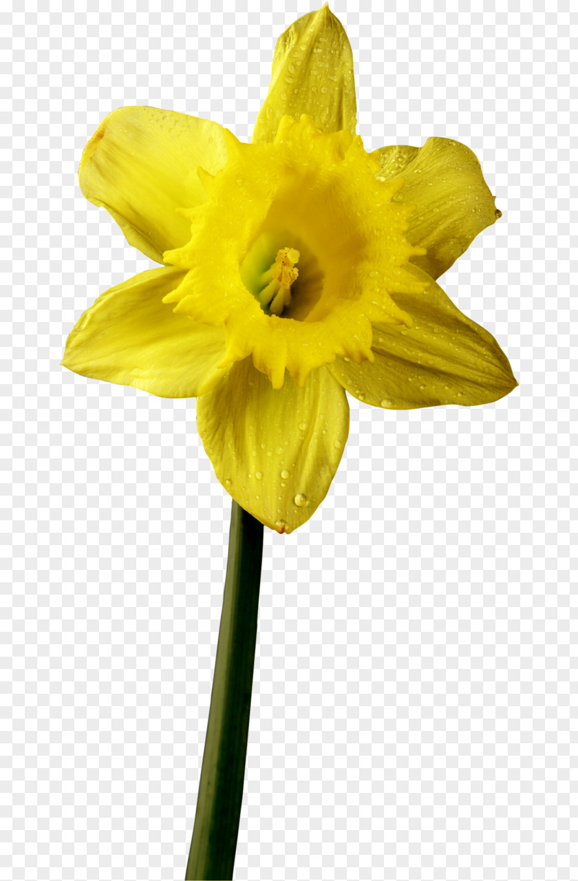 Narcissus Flower Daffodil Petal Plant Stem Clip Art PNG