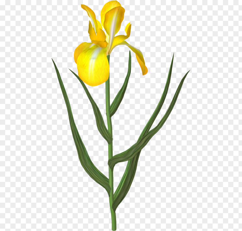 Tulip Cut Flowers Yellow Plant PNG