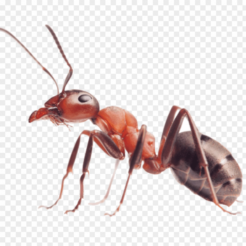 Ants Red Imported Fire Ant Insect Carpenter PNG