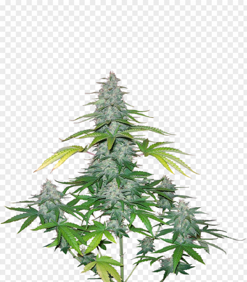 Cannabis Tree PNG