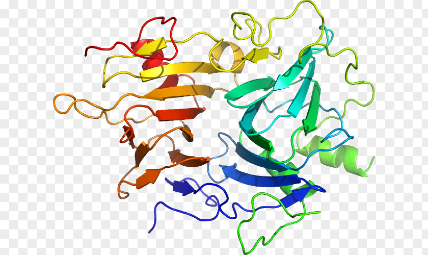 KLK6 Kallikrein Gene Protease Protein PNG