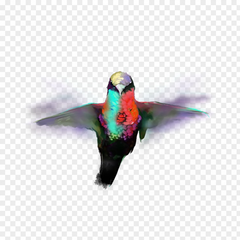 Picsart Editing PicsArt Photo Studio Bamhane Bird Parrot PNG