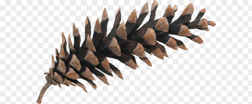 Pine Photography Royalty-free Conifer Cone PNG