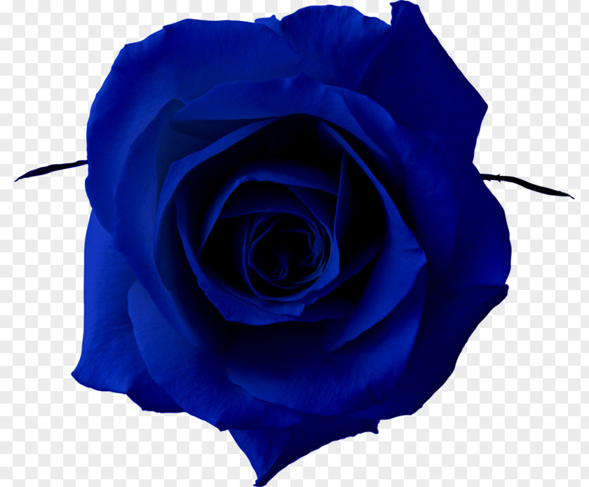 Rose Blue Clip Art PNG