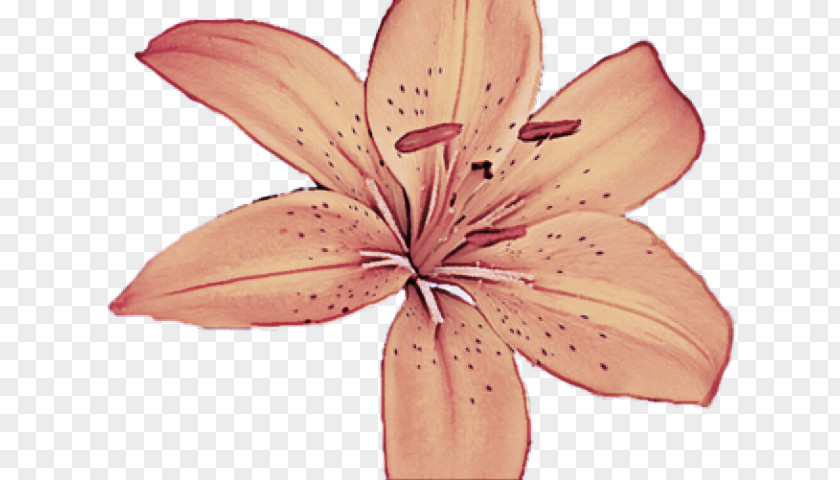 Stargazer Lily Orange Petal Pink Flower Plant PNG