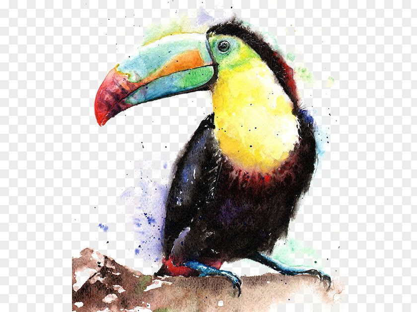 Watercolor Parrot Bird Keel-billed Toucan Painting PNG
