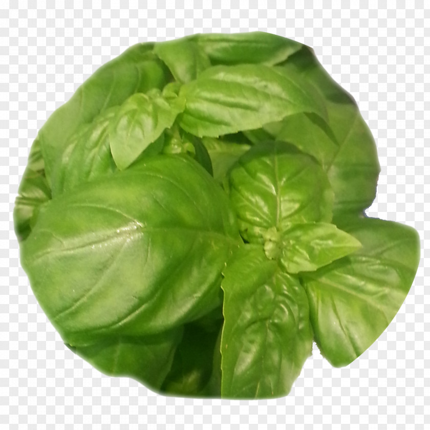 Basil Leaf Vegetable Herb Spinach PNG