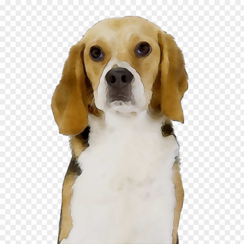 Beagle-Harrier English Foxhound Finnish Hound PNG