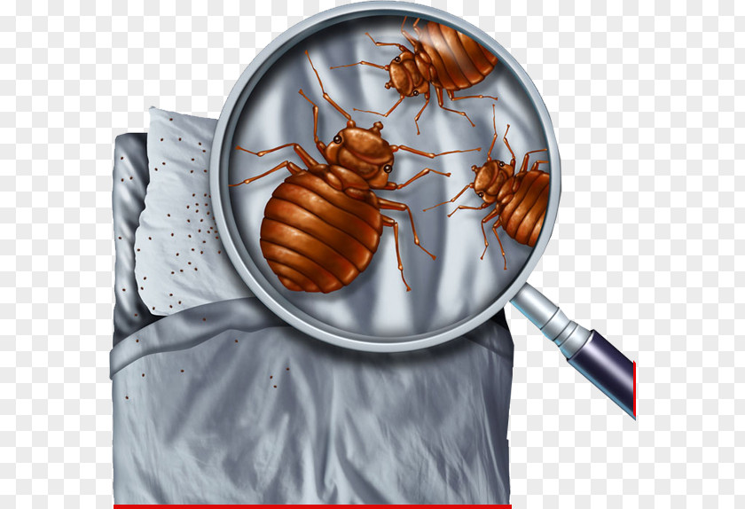 Bed Bug Control Techniques Pest Bite PNG