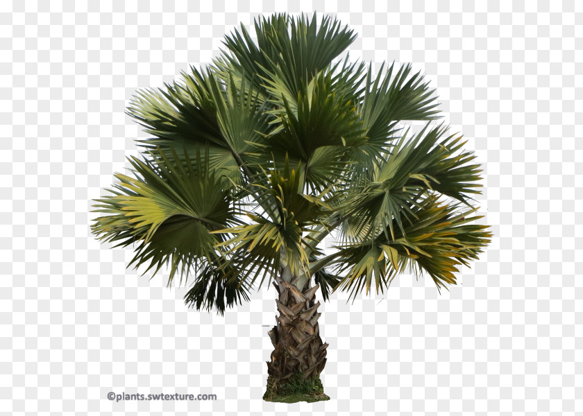 Coconut Asian Palmyra Palm Babassu Saw Palmetto Trees Peach PNG