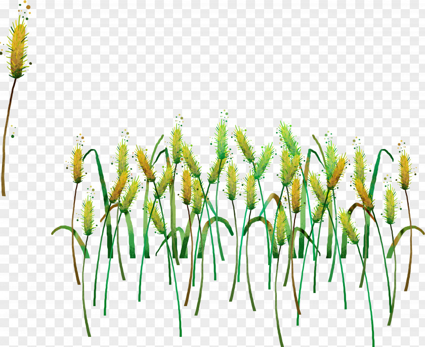 Green Wheat Resource Gratis PNG