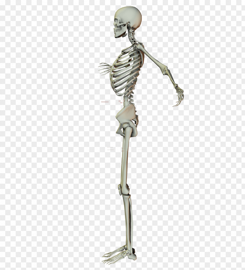 Human Skeleton Arm Stock Joint Shoulder PNG