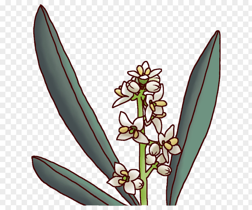 Olive Kagawa Prefecture Prefectures Of Japan Flower PNG