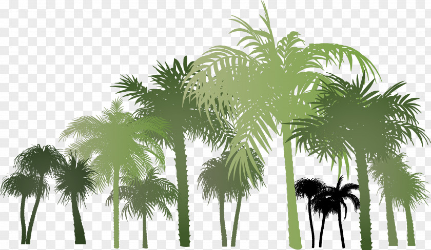 Palm Group PNG