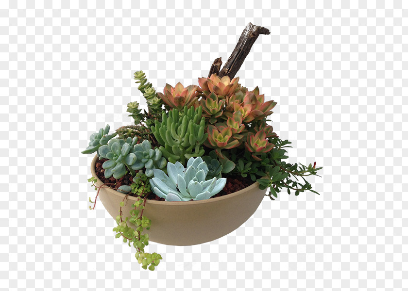 Succulent Plant Flowerpot Bowl Houseplant PNG