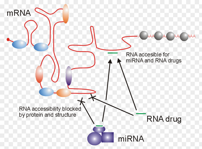 Technology Chemistry Human Behavior PNG