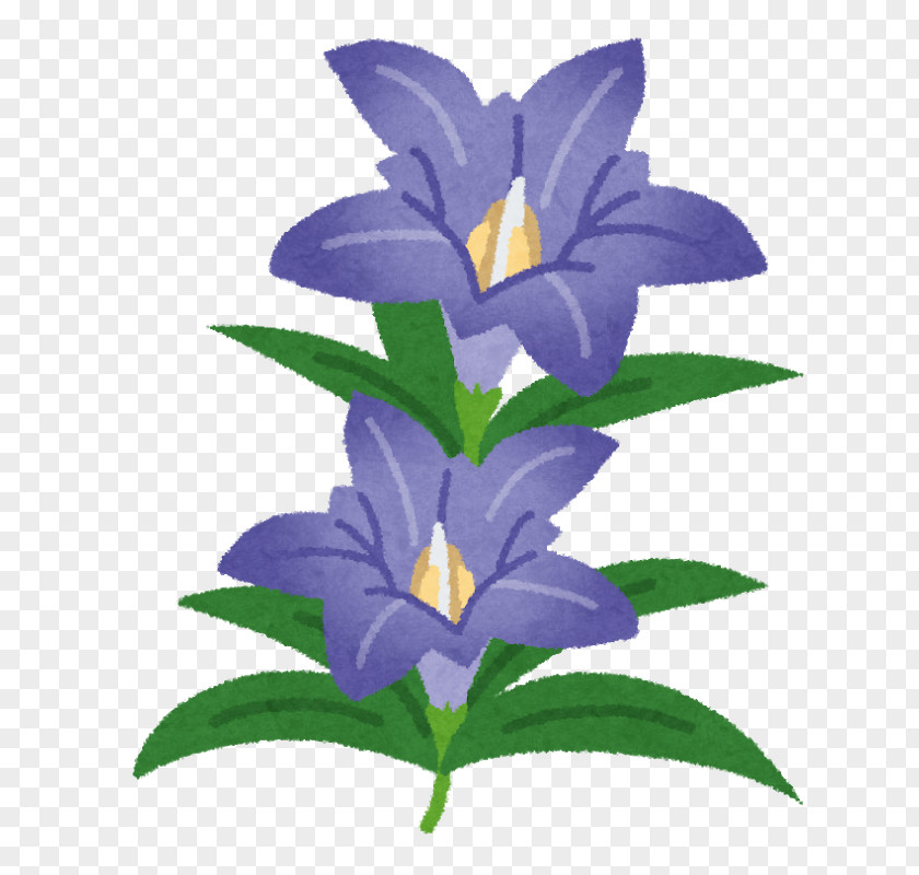 Yz Gentiana Scabra Flower Japan Purple Mon PNG