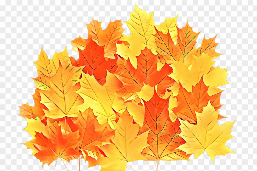 Autumn Plant Maple Leaf PNG