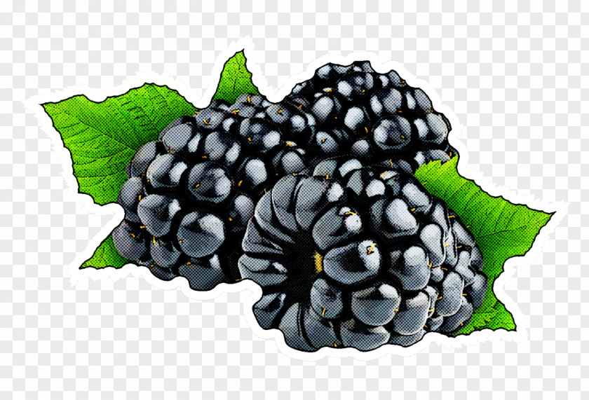 Berry Blackberry Plant Fruit Rubus PNG