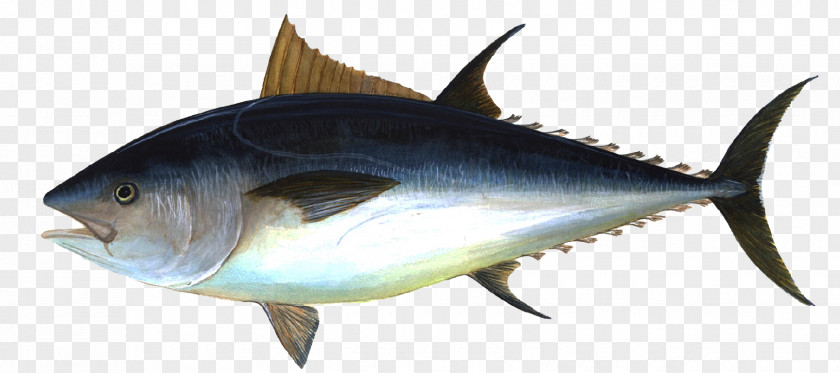 Fish Albacore Bigeye Tuna Pacific Bluefin Atlantic Yellowfin PNG