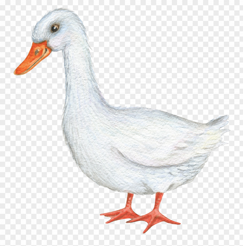 White Ducks Duck Illustrator Illustration PNG