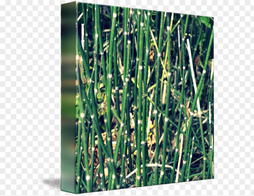 Bamboo Sweet Grass Field Horsetail Grasses Plant Stem PNG