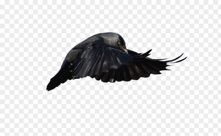 Feather Beak Crow PNG