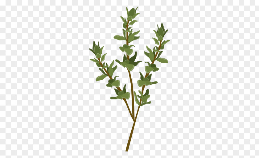 Leafs Herb Vector Graphics Thyme Spice PNG