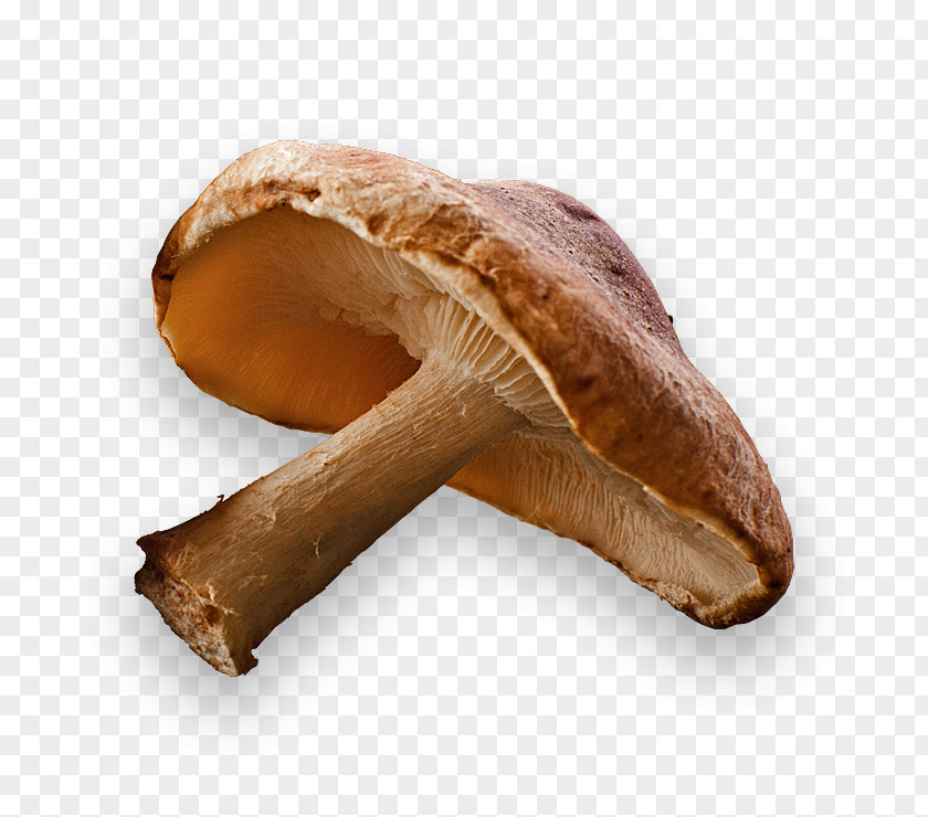 Mushroom Asian Cuisine Shiitake Edible Fungus PNG