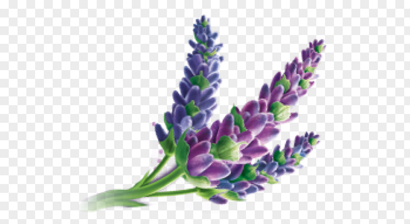 Oil English Lavender Massage Downy PNG