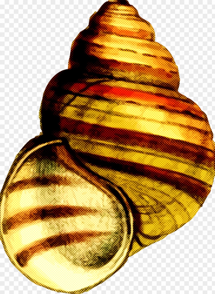 Sea Snail Shell Bivalve PNG