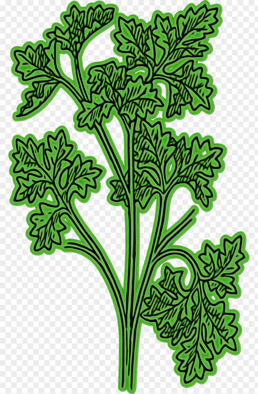 Vascular Plant Stem Leaf Green Flower PNG