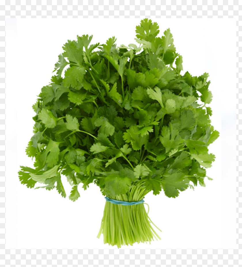Vegetable Folate Deficiency Food Leaf PNG