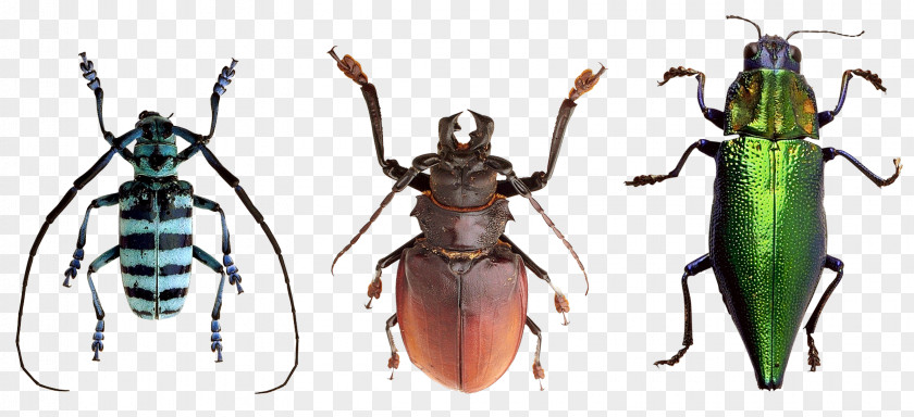 Beetle Photography PNG