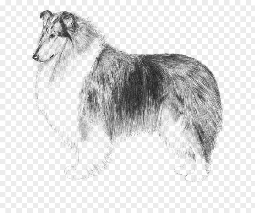 Collie Rough Dog Scotch Shetland Sheepdog PNG