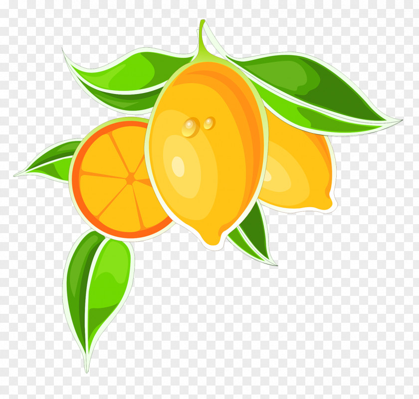 Kumquat Bitter Orange Cartoon Clip Art PNG