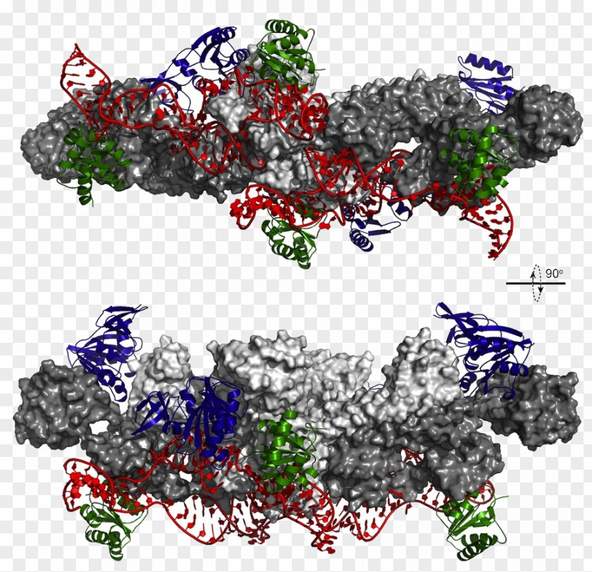RNA Molecular Biology Protein Genome Structural PNG
