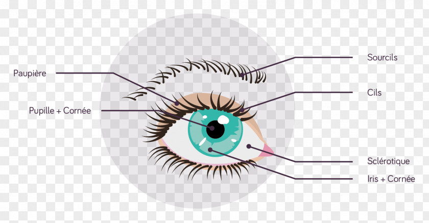 Substance Eyelash Extensions Eyebrow PNG