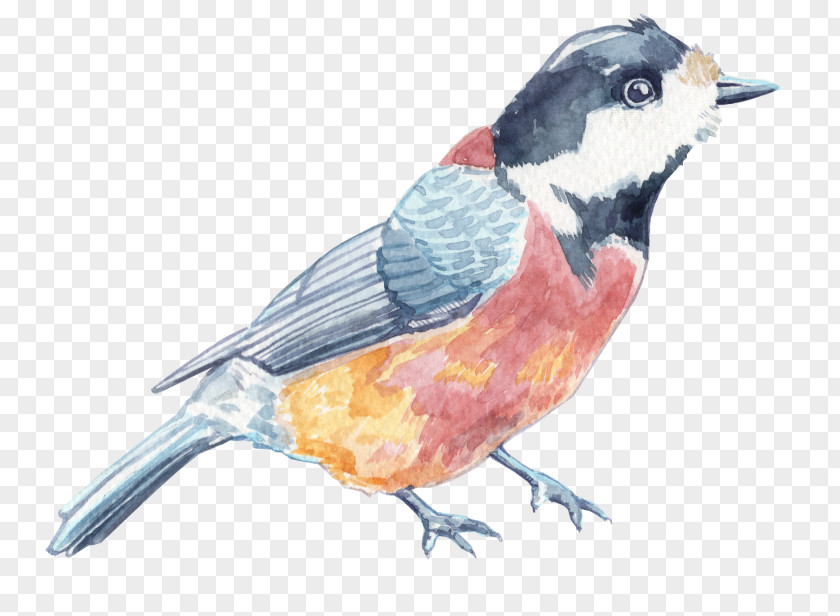 Watercolour Birds Finches Blog Application Portfolio Management Watercolor Painting PNG