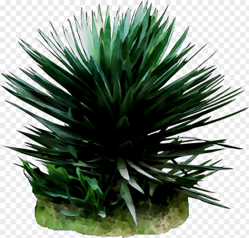 Agave Tequilana Arecales PNG