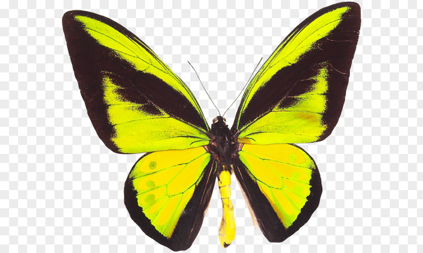 Butterfly Monarch Gossamer-winged Butterflies Ornithoptera Goliath Birdwing PNG