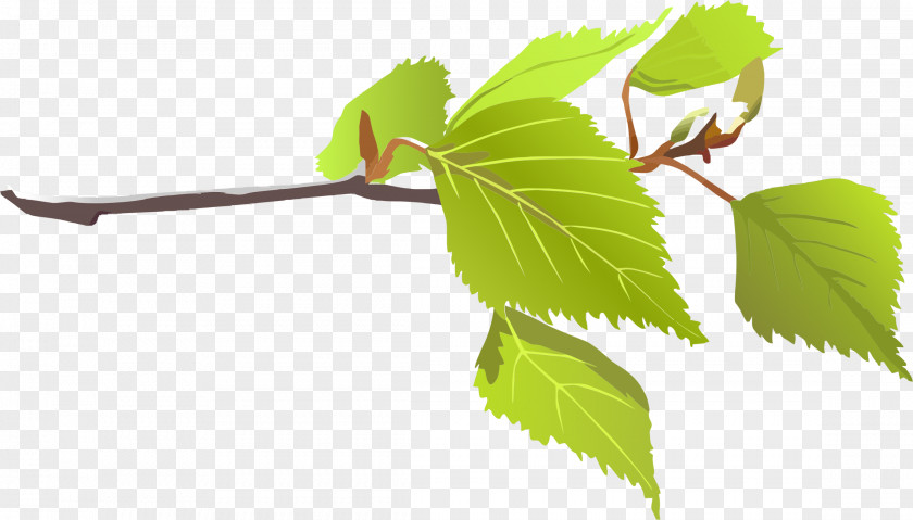 Big Leaves Cliparts Branch Leaf Tree Clip Art PNG