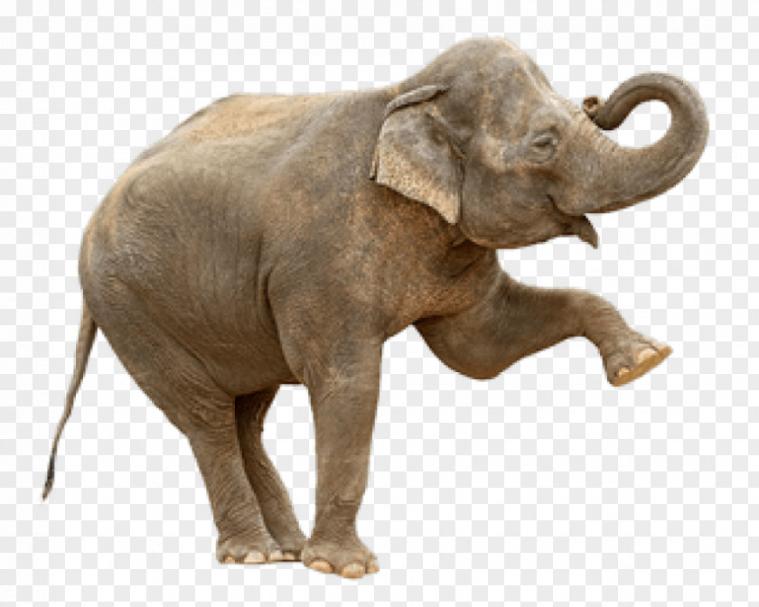 Elephant Family Indian African Bush Elephantidae Stock Photography PNG