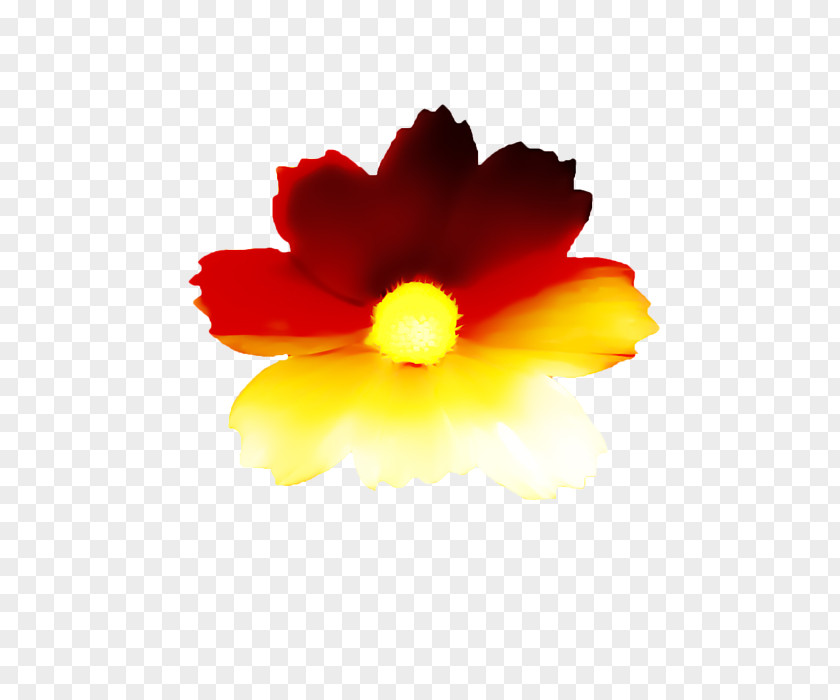 Floating Flower Mallows Hibiscus Petal Flowering Plant PNG