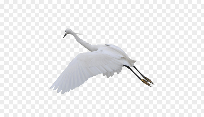 Flying Crane Water Bird Goose Cygnini PNG