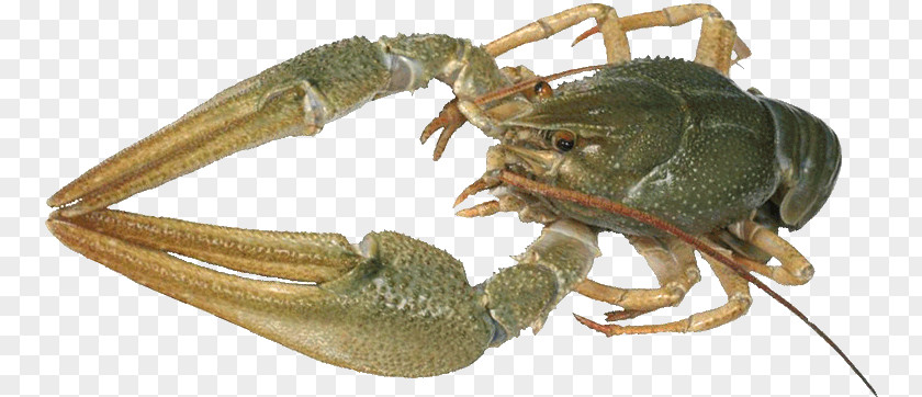 Freshwater Crab Crayfish As Food Dungeness American Lobster PNG crab as food lobster, clipart PNG